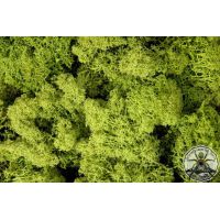 Natural lichen light green 30g
